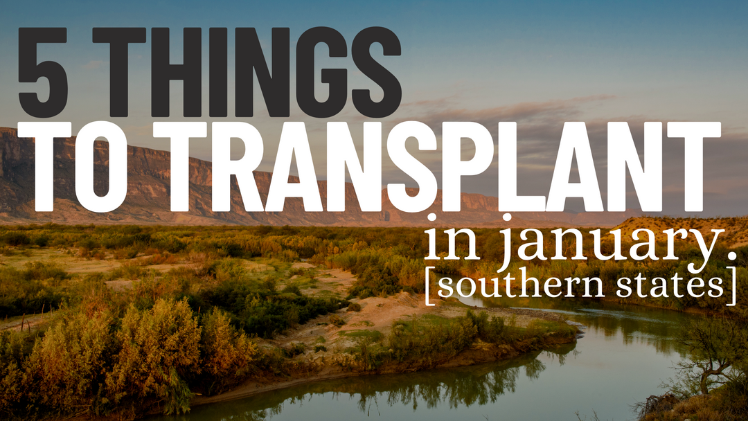 Plants to transplant in the southern states in January